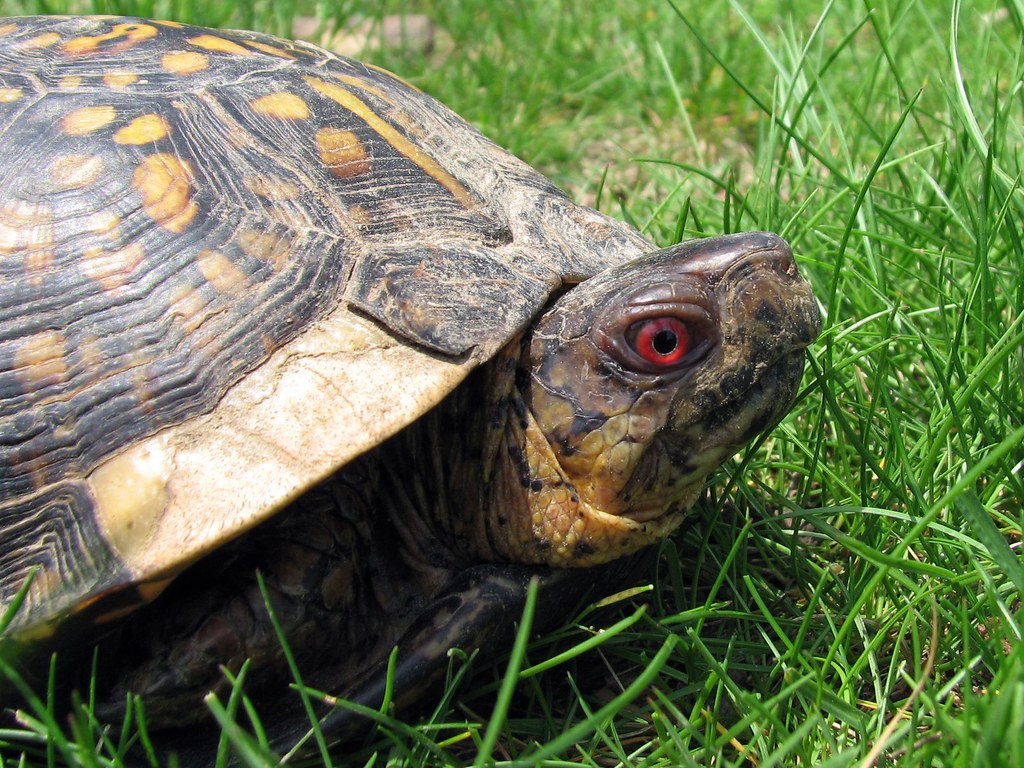 Ol' Red Eyes Male Eastern box turtle. Males generally have… Flickr