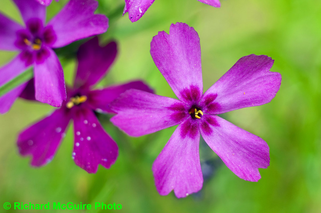 Tiny purple flowers, Gatineau Park, Quebec, Canada Flickr