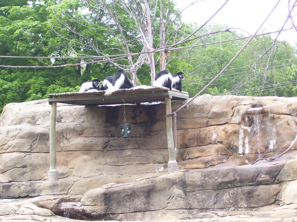 Cleveland Zoo Monkey Island Cleveland Zoo on June 3, 200… Flickr