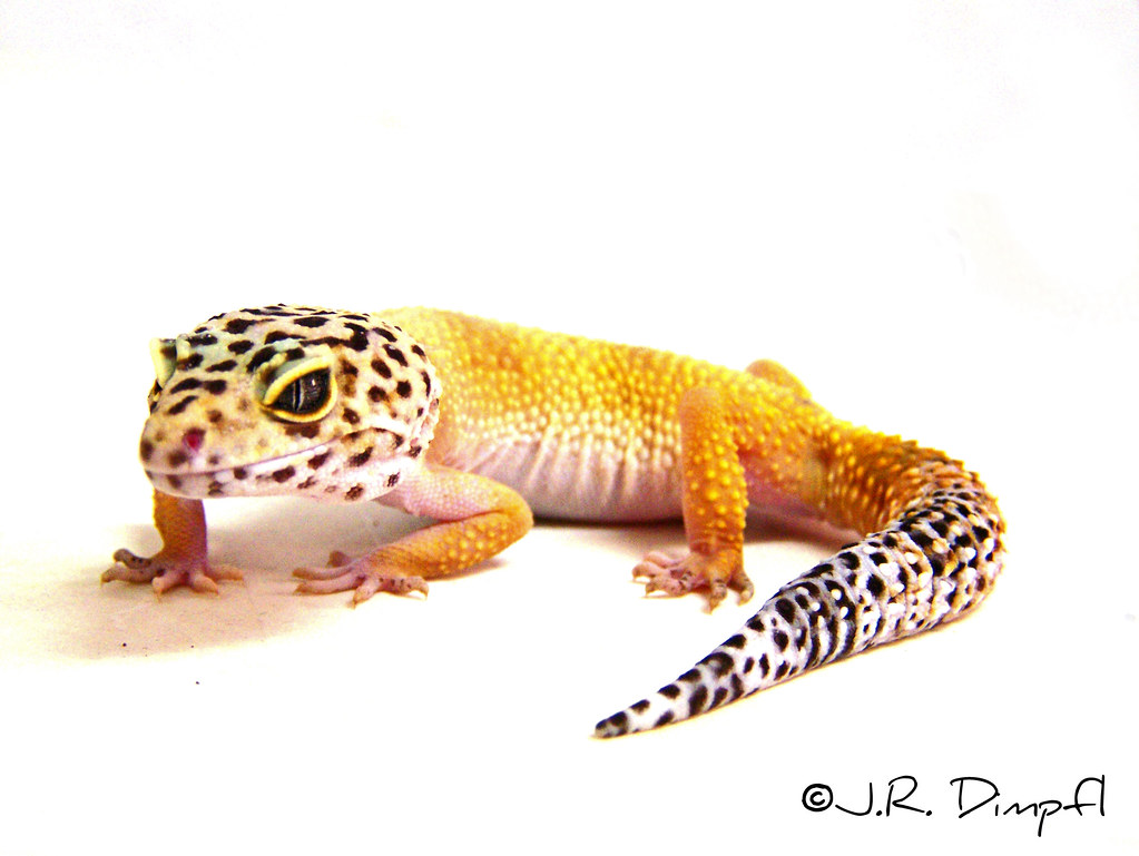 Leopard Gecko ♀ My SHTCT (Super Hypo Tangerine Carrot