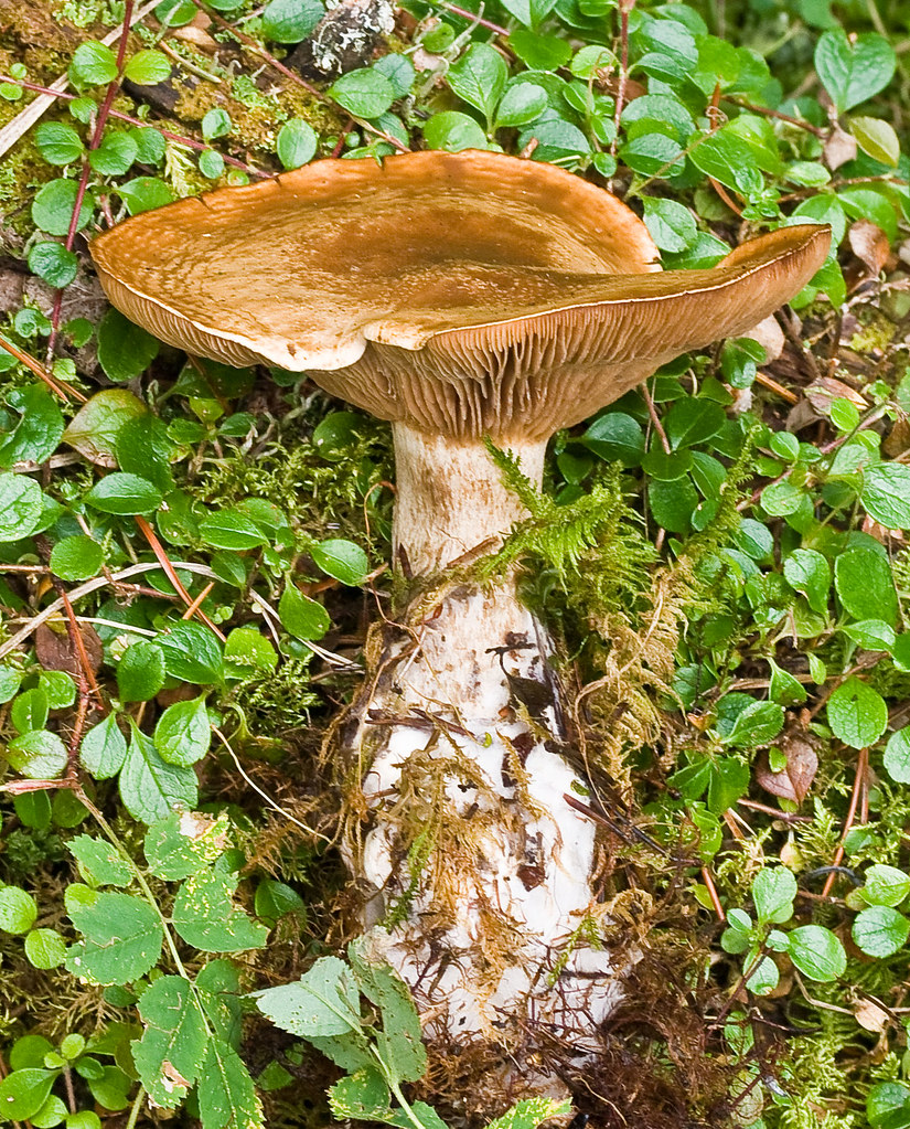 Large Brown Mushroom ID needed, Large brown mushroom growi… Flickr