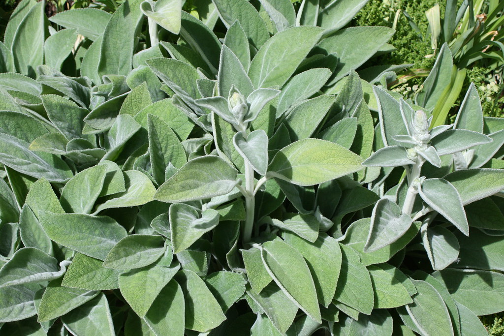 Large Leaf Lamb's Ears Stachys byzantina 'Helen von Stein'… Flickr