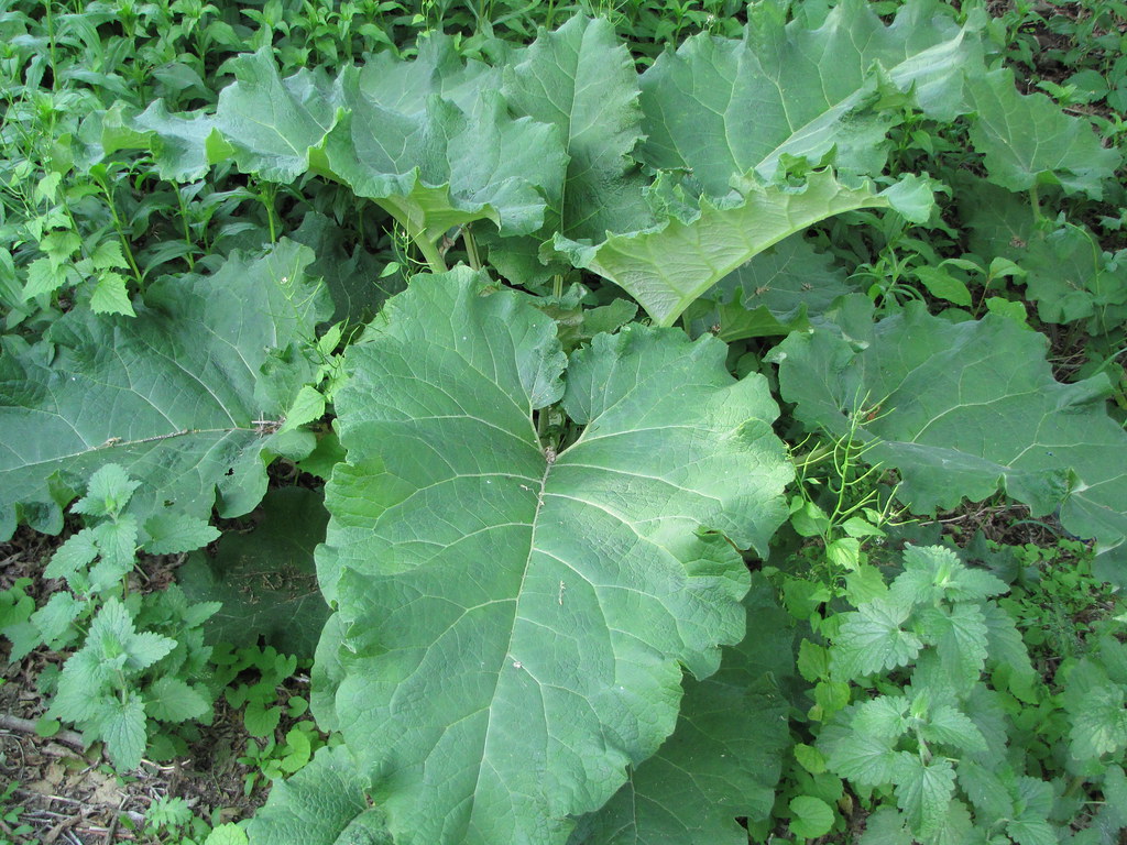 Wild Rhubarb (Burdock) This picture of Wild Rhubarb or Bur… Flickr