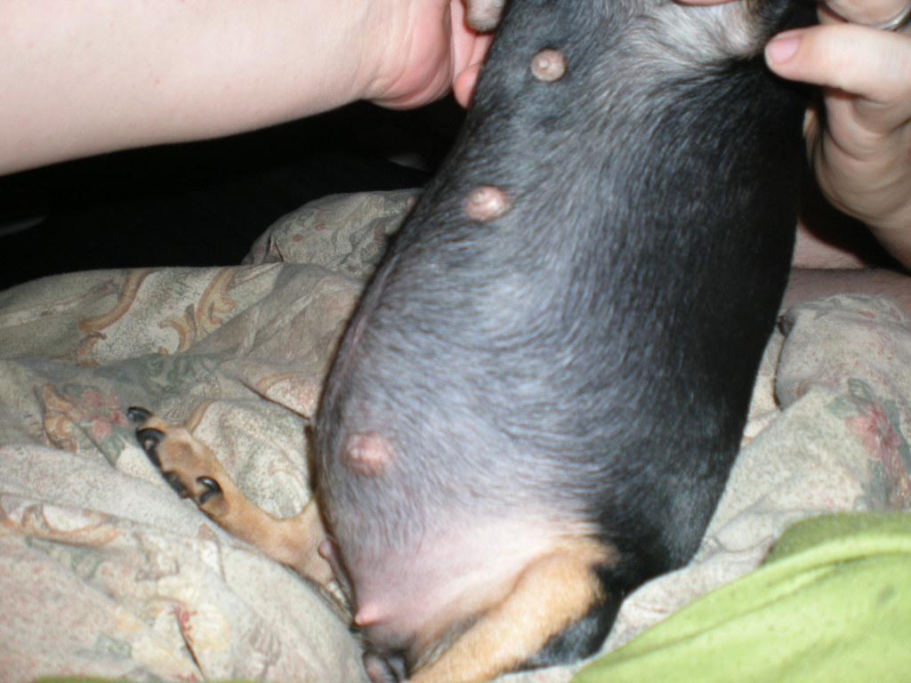 Pregnant Chihuahua shows Flickr at 78 weeks