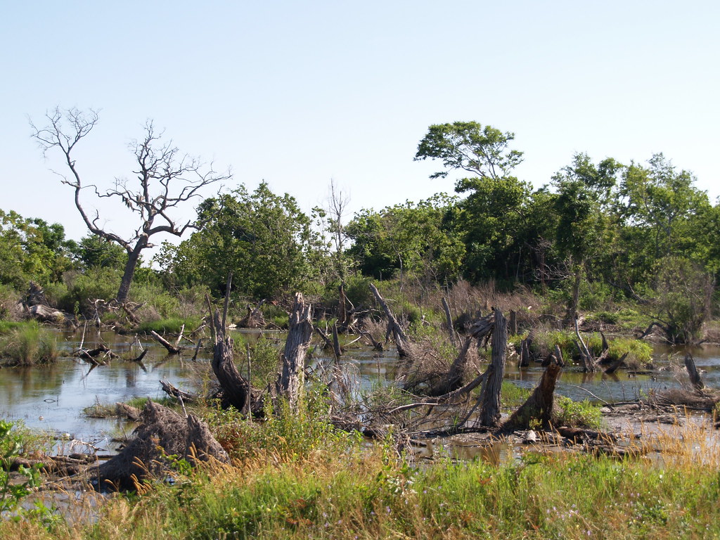 Between Grand Chenier and Pecan Island Louisiana along Hig… Flickr