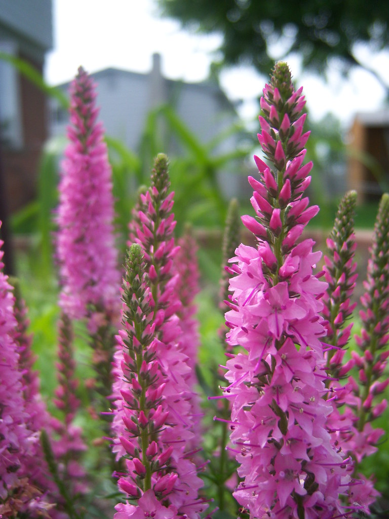 Pink Veronica Pink Veronica perennial I planted in my back… Flickr