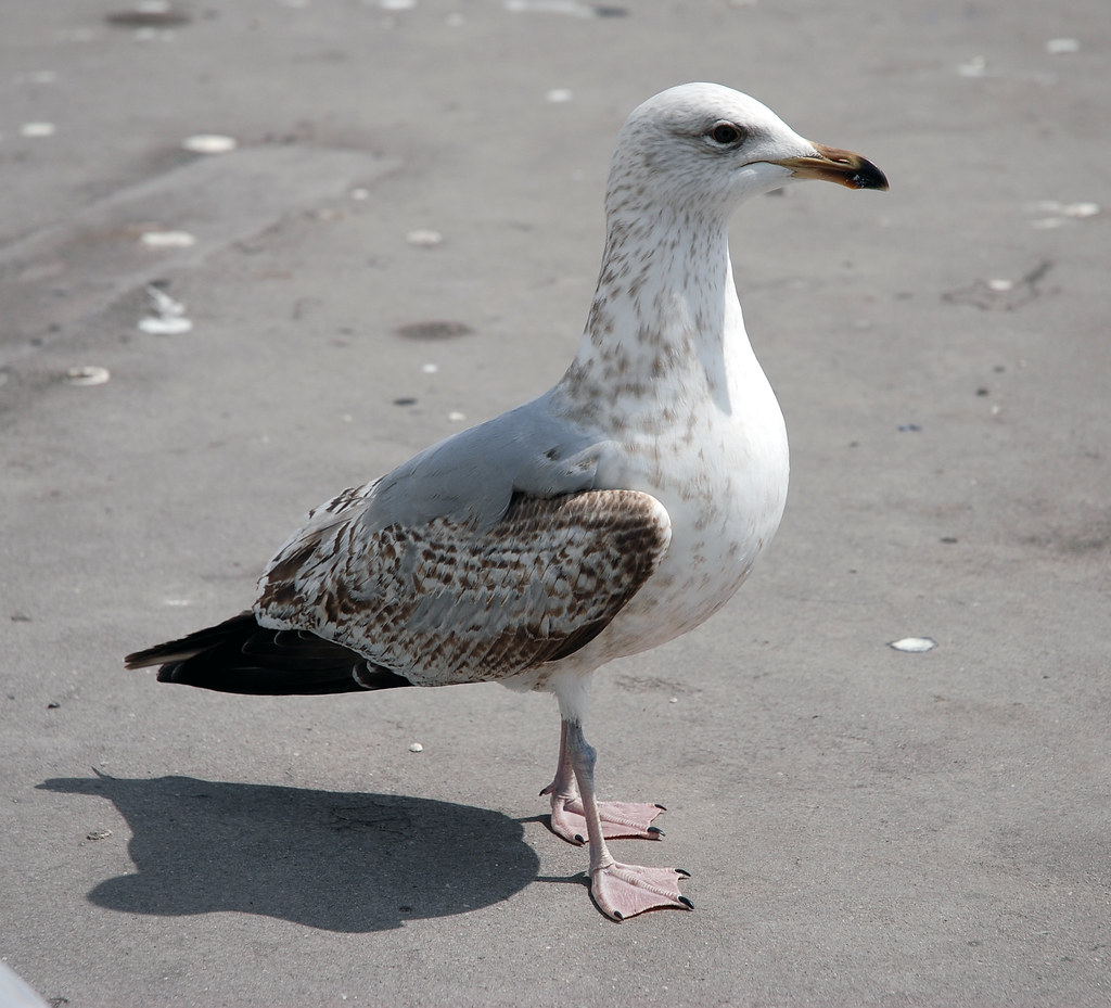 Seagull waiting for bread,along with about 100 of his mate… Flickr