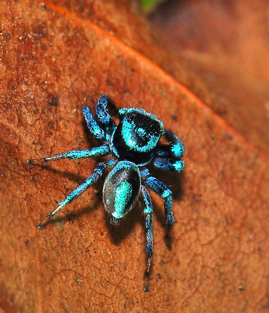 blue spider rodrigo layug Flickr