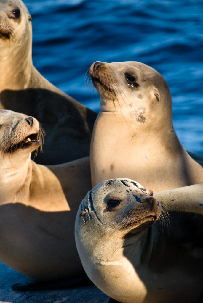California Sea Lions California Sea Lions on a ship moorin… Flickr