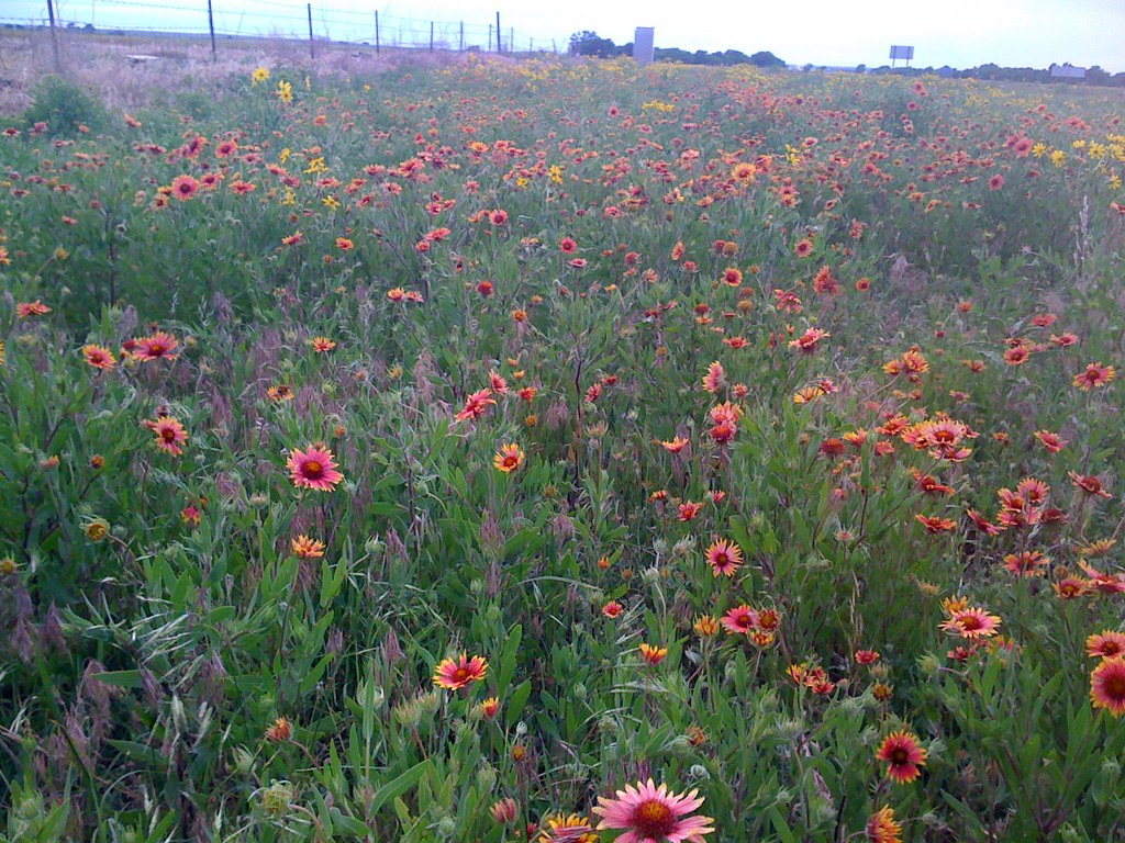 Oklahoma Wildflowers At the OK/TX border sign. Uploaded wi… Flickr