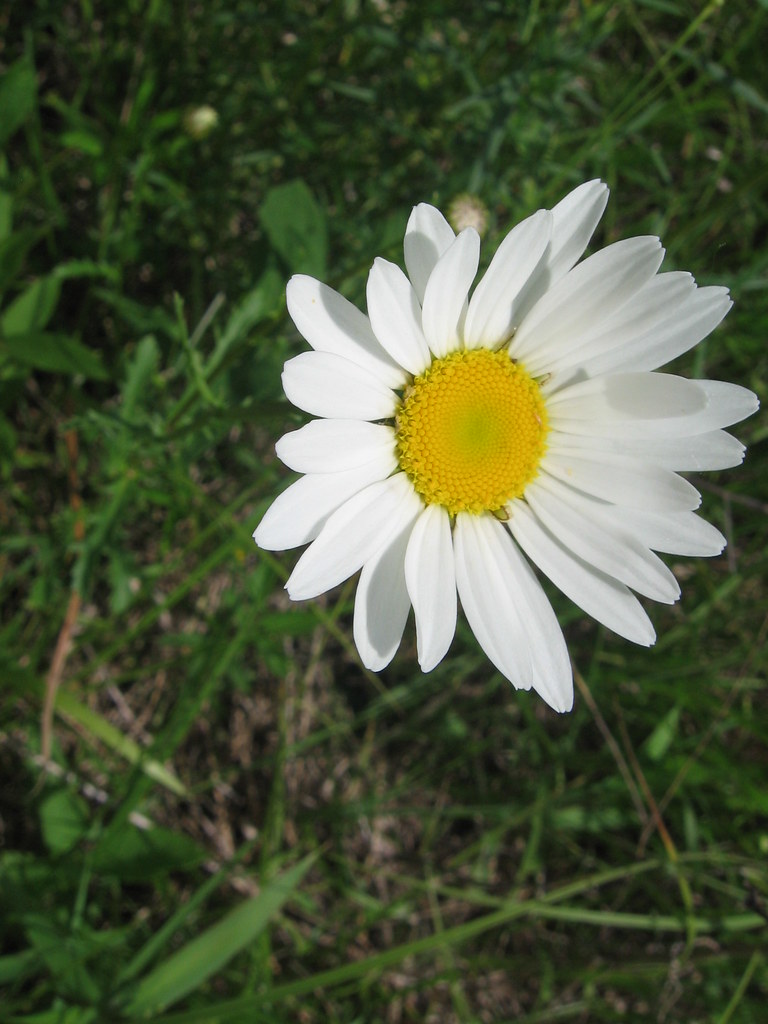 Oxeye Daisy Edible leaves and petals. Tastes like daisy! … Flickr