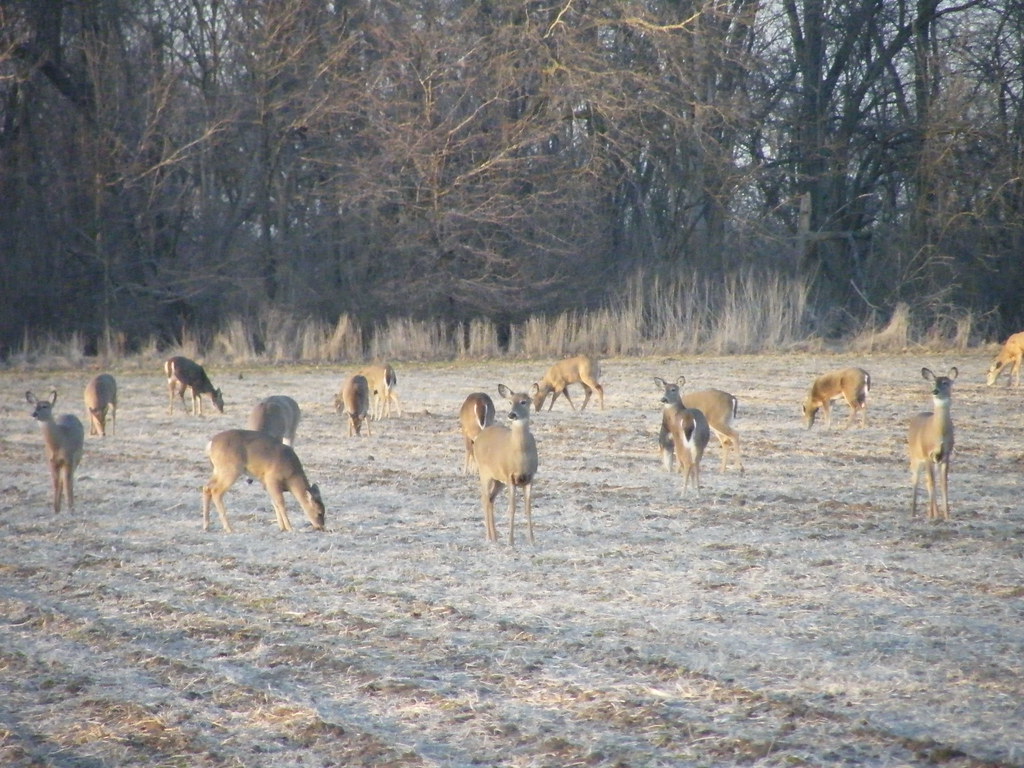 March 2009 Biggest deer herd I've ever seen in our backyar… Flickr