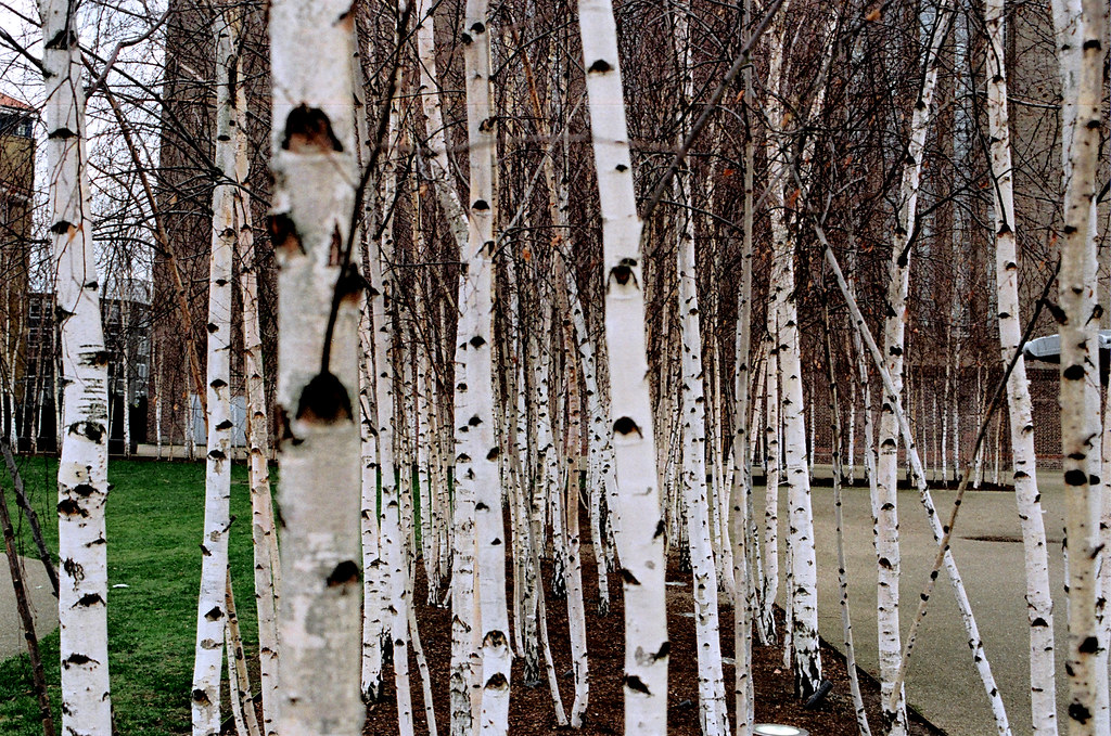 Birch tree eyes Pete Flickr