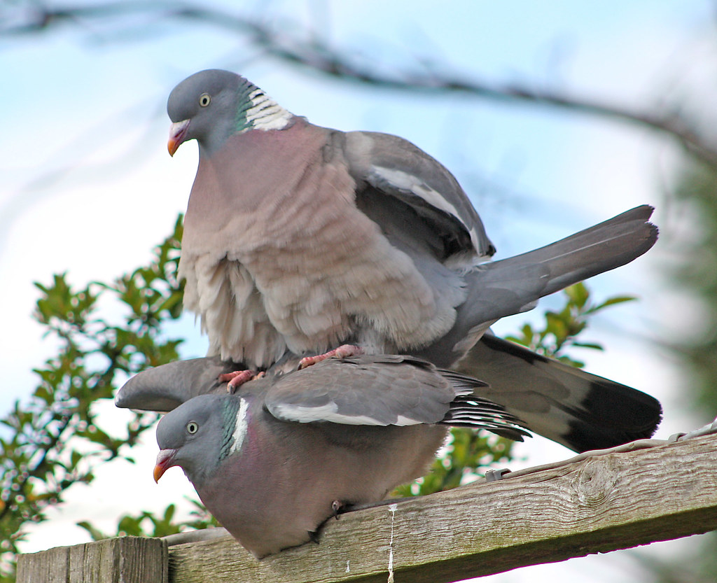 Mating Wood Pigeon Frank P Flickr