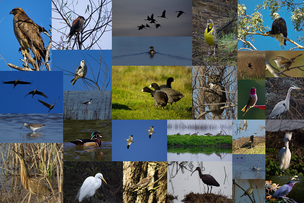 Birds of the Sacramento Valley Wildlife Refuges First Atte… Flickr