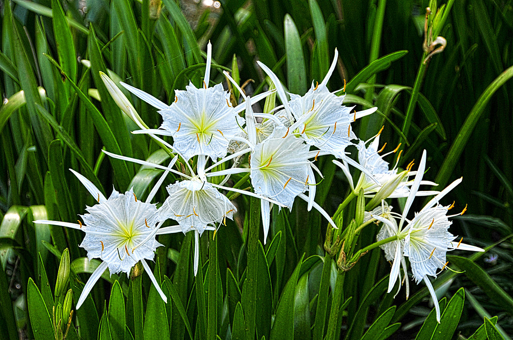 Spider Lilies 3 Shoals Spider Lily in bloom along a sectio… Flickr
