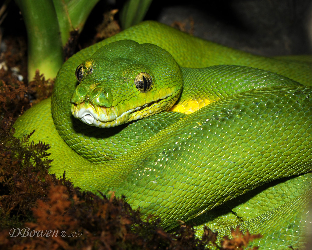 Emerald Tree Boa Don Bowen Flickr