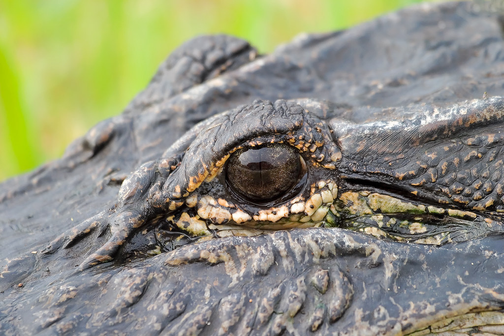 Alligator Eye Closeup of an American Alligator's (Alligato… Flickr