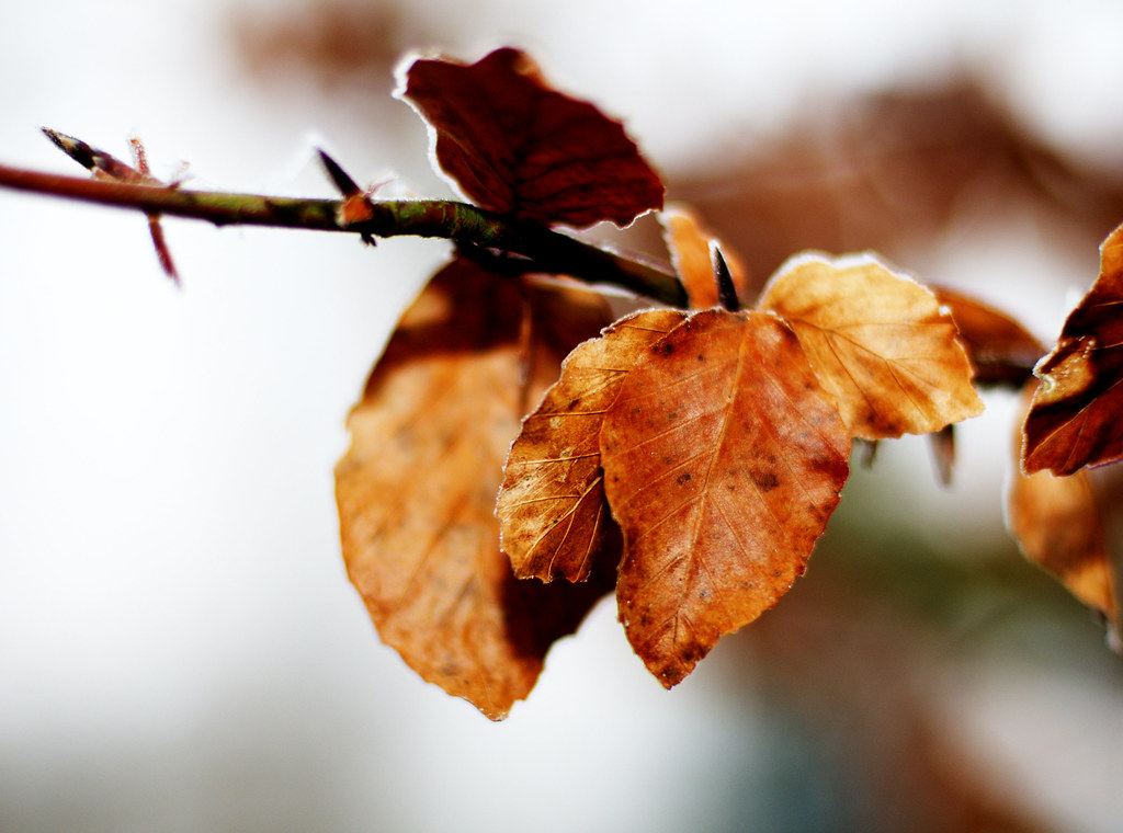 All the leaves are brown and the sky is grey Explore