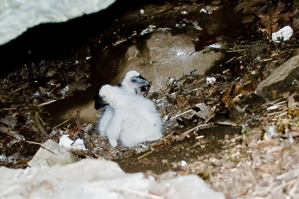 turkey vulture nest site 4 2009 young turkey vultures, a … Flickr