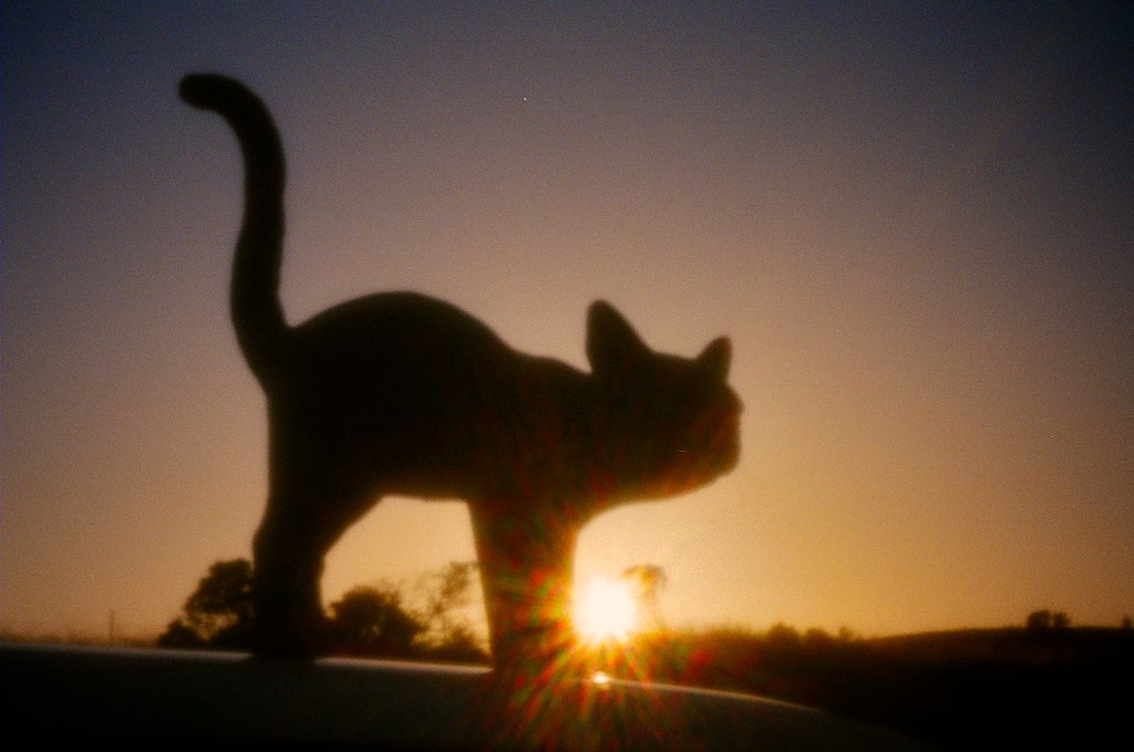 Cat on a hot car roof. Cat on the roof of car. Pinhole