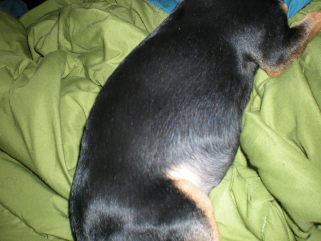 Pregnant Chihuahua at 78 weeks, side view We found