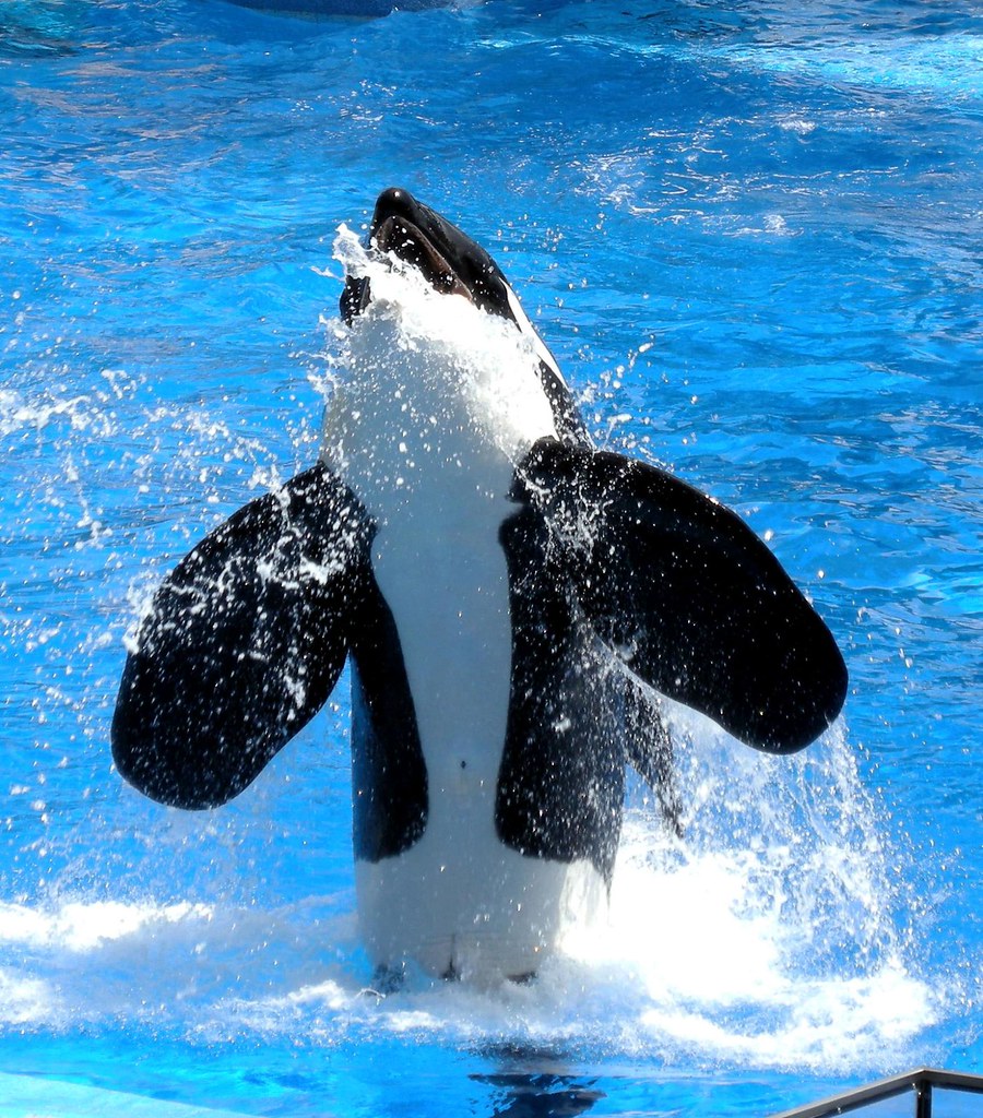 Killer Whale jumping A Killer Whale jumping at the Shamus… Flickr