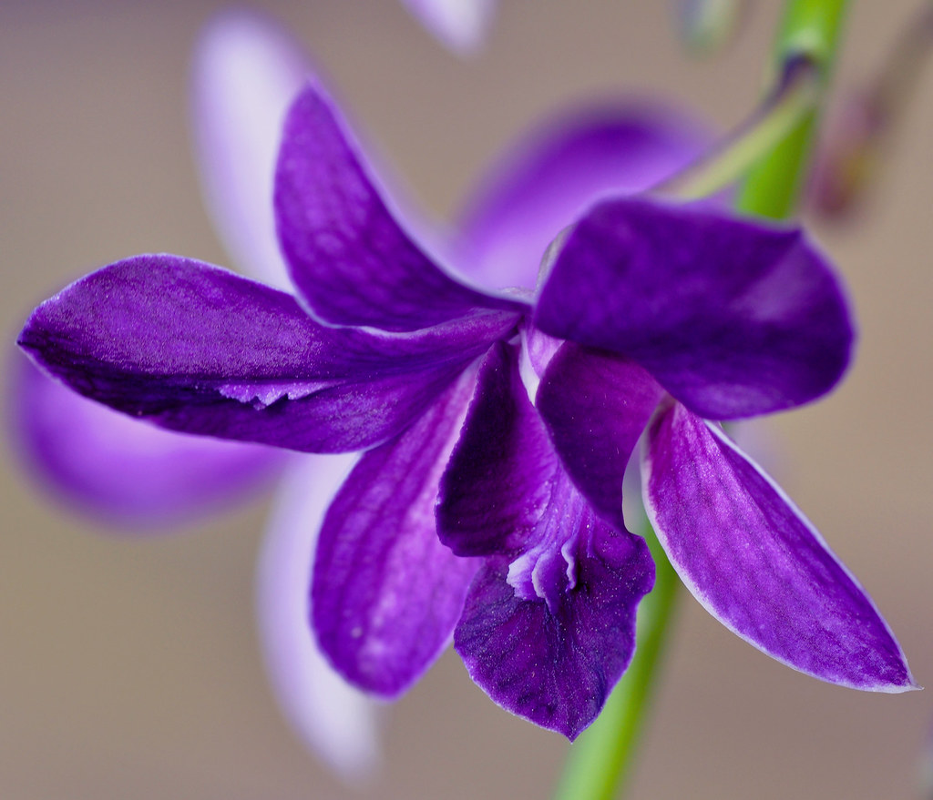 purple orchid Purple dendrobium orchid flower from my frie… Flickr