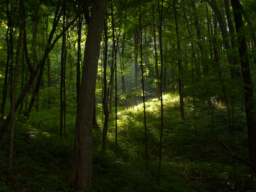 the woods are lovely, dark, and deep (SOOC) The woods are … Flickr