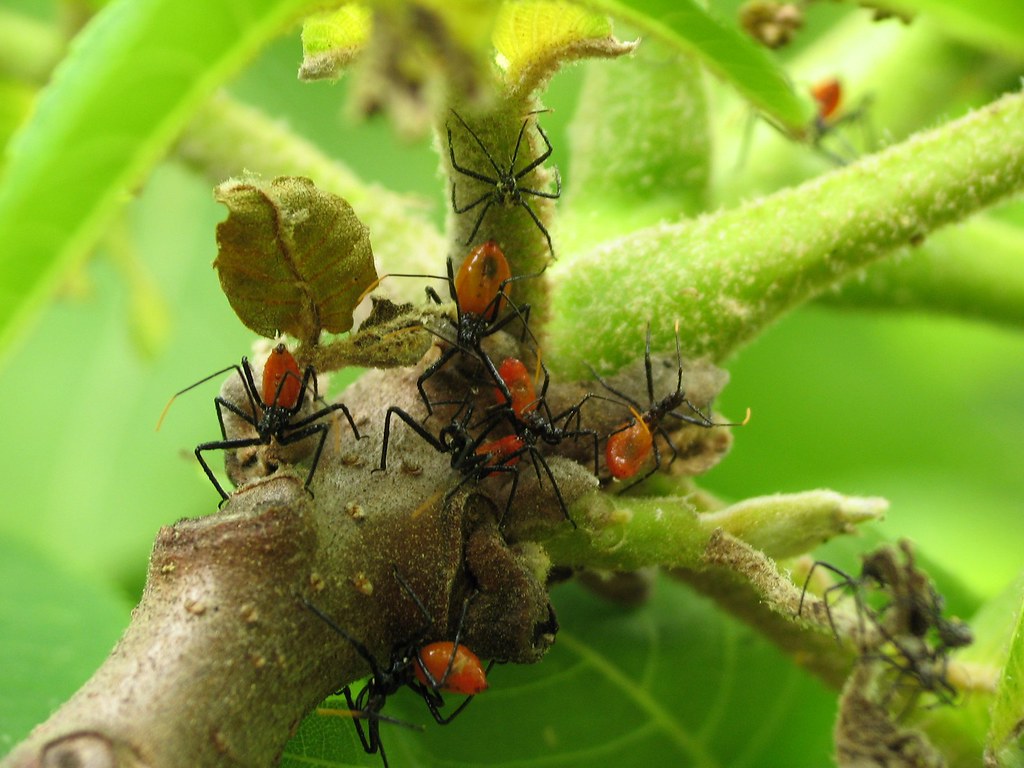 Back off, crazy bug lady! These baby wheel bugs are still … Flickr