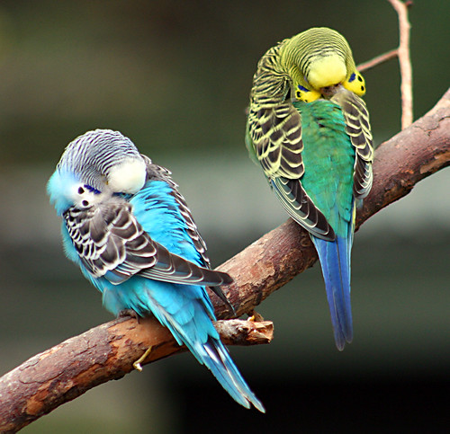 parakeets sleeping Tammye Nash Flickr