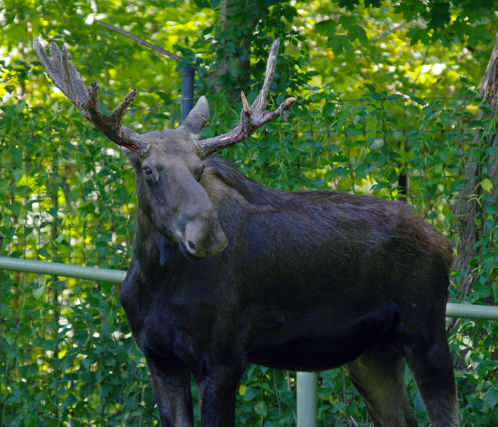 Mr. Bullwinkle Moose These moose images are for a friend w… Flickr