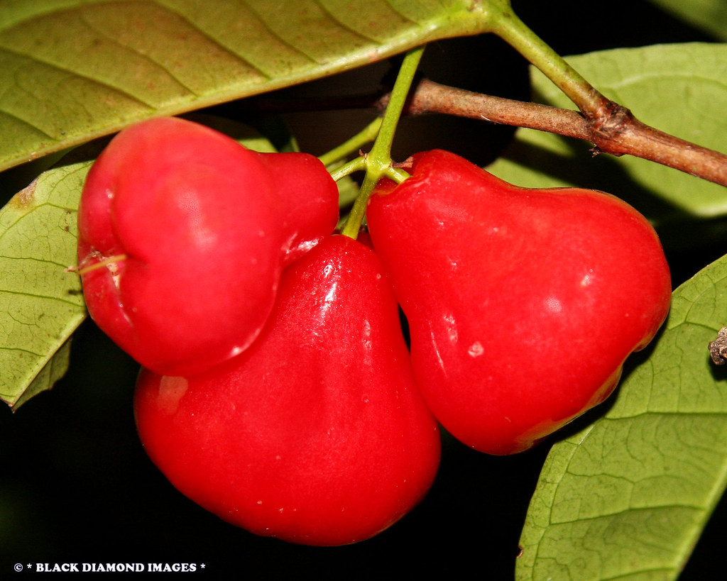 Australian Native Form of Syzygium aqueum Water Apple, W… Flickr