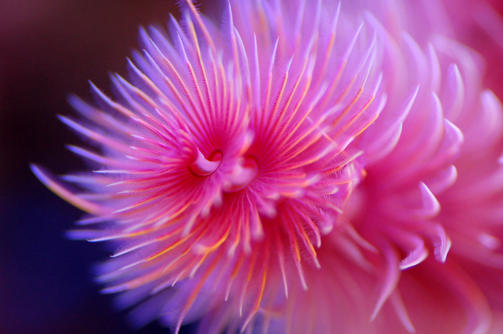 feather duster close up of the feather dustery thing siansburys