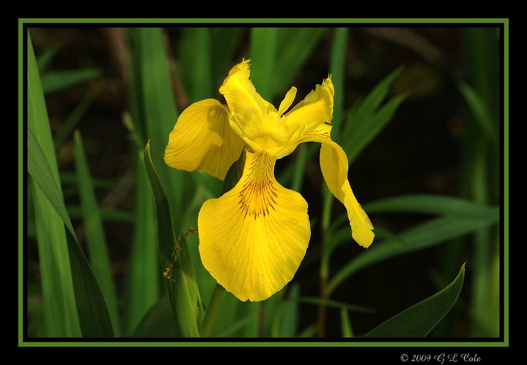 Yellow Wild Iris This Yellow wild Iris grows wild along th… Flickr
