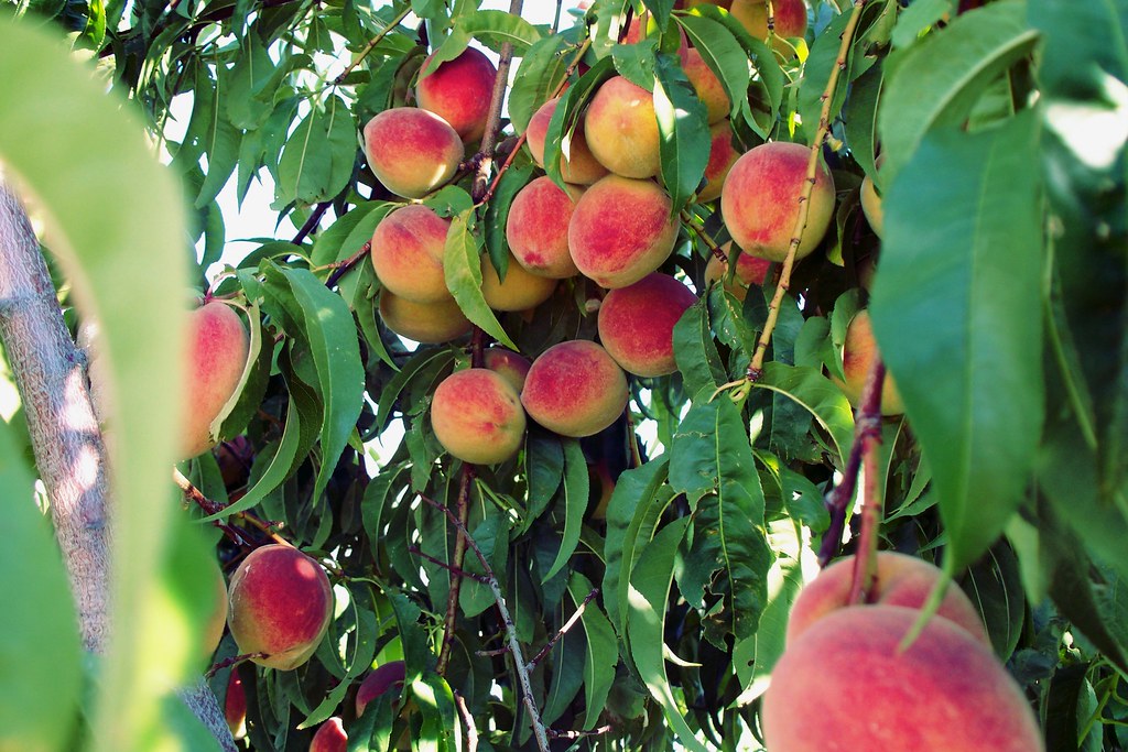 Peaches close up Our peach tree made so many peaches, it s… Flickr