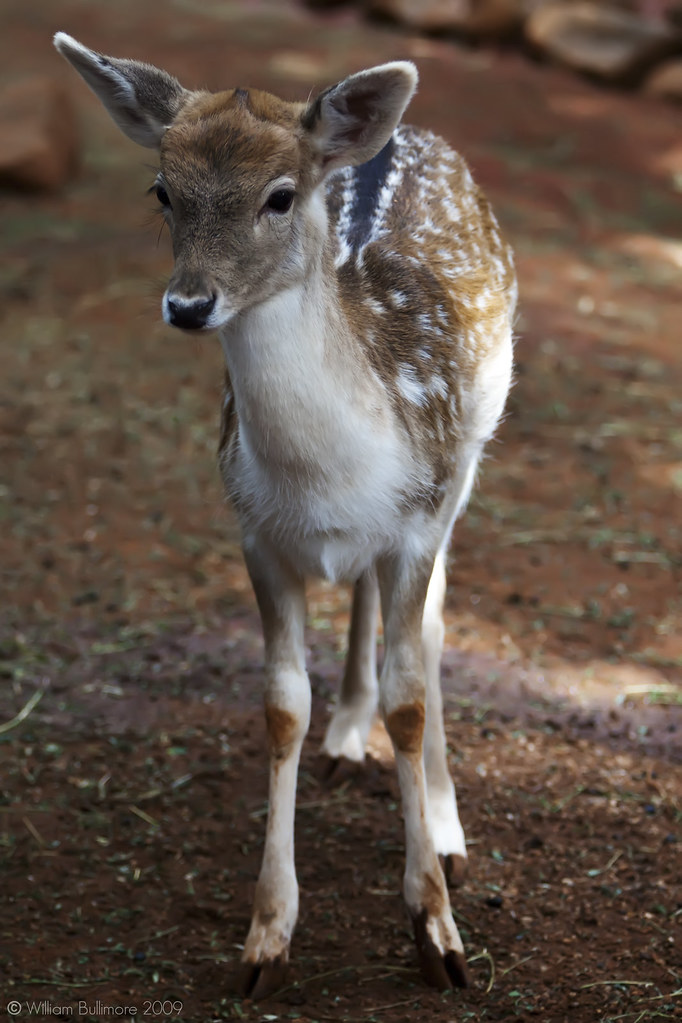 Fallow Deer From The Australian Deer Association Fallow d… Flickr