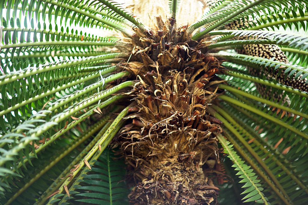 just some prehistoric palm from the time of terrible lizar… Flickr