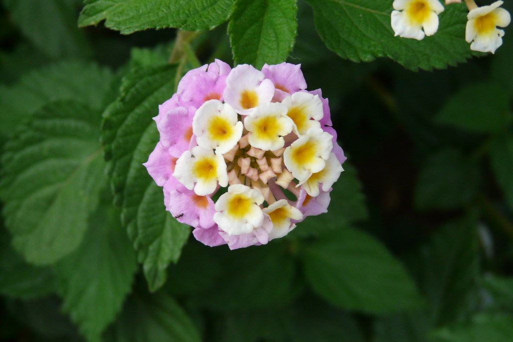 turkish flowers more flowers from my recent trip to turkey… jeff