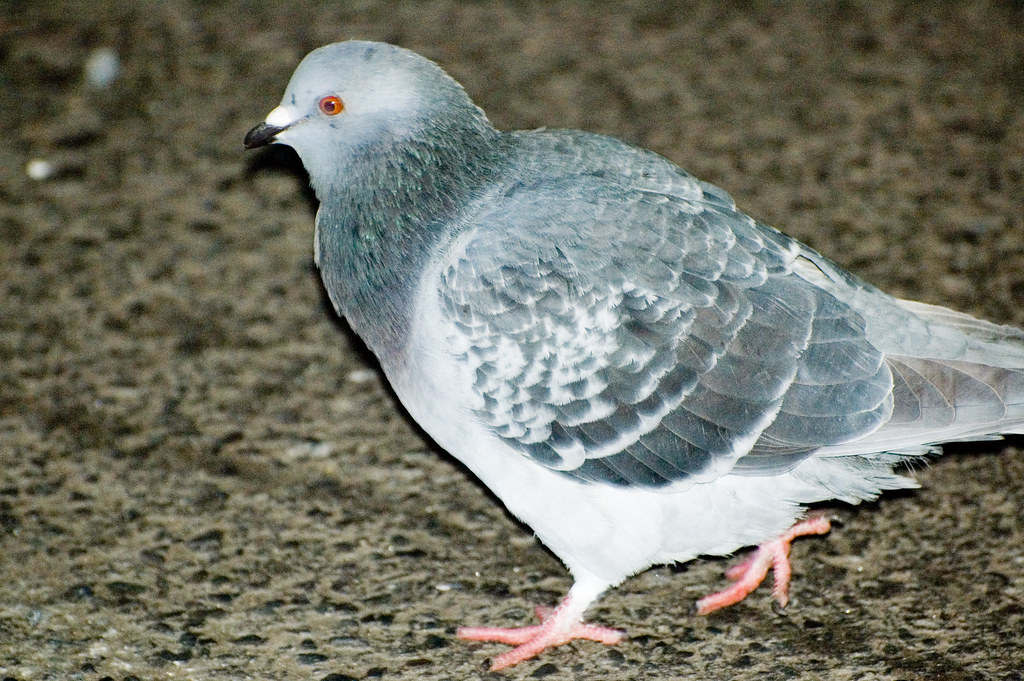What's the difference between a pigeon and a dove? Flickr