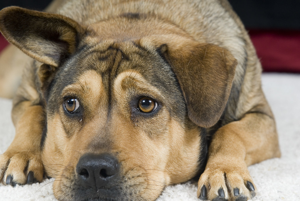 Pouting Dog Stephanie Flickr