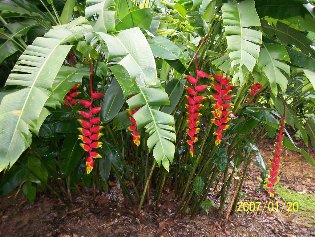 Heliconia pendula Singapore Botanical Gardens. From Wikipe… Flickr
