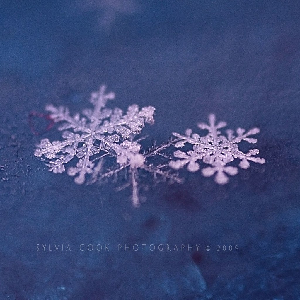 “Snowflakes are one of nature's most fragile things, but j… Flickr