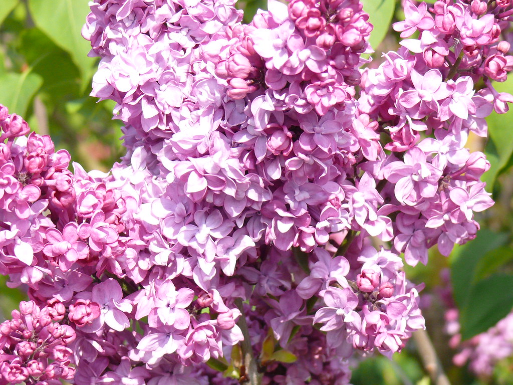Lilas rose les lilas de nos jardins fleurissent en mai; il… Flickr