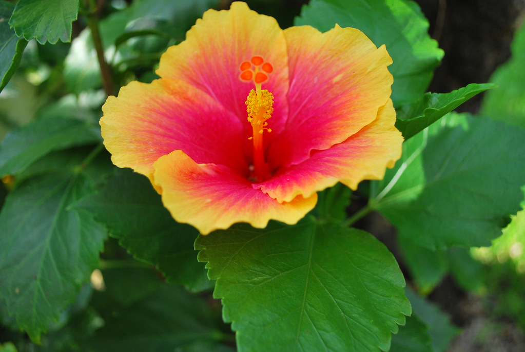 orange and pink hibiscus moomindk Flickr
