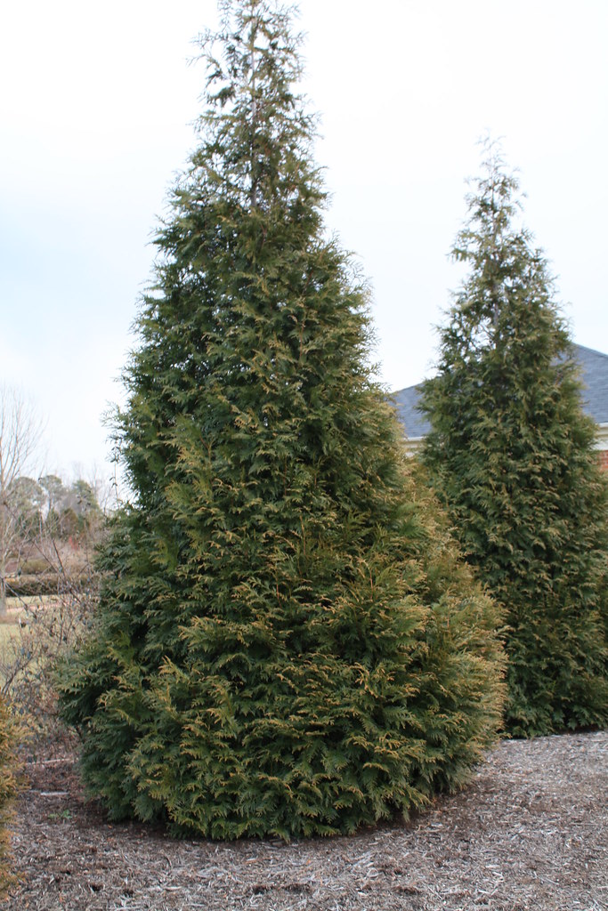 Thuja plicata 'Green Giant' Western Red Cedar Phillip Merritt Flickr