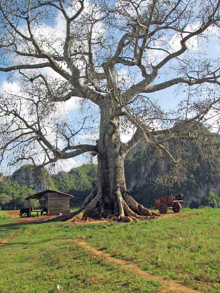 El Tule Bobcatnorth Flickr