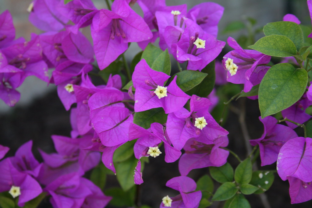 purple begonias Rachel Flickr