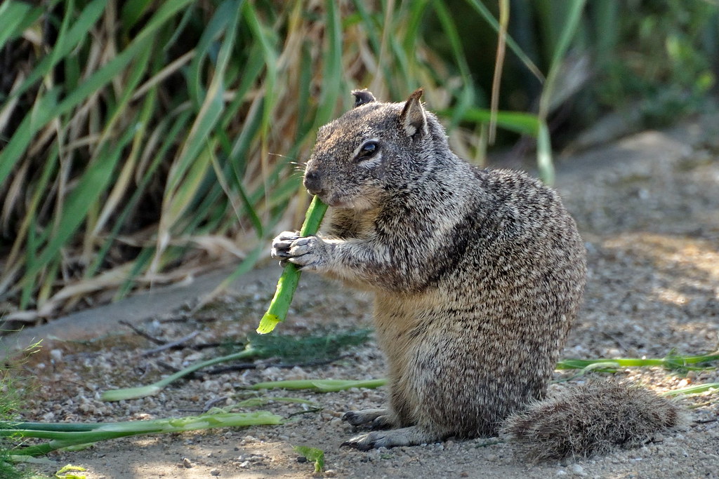 Squirrel eating plant Squirrel eating plant at the Palo Al… Flickr