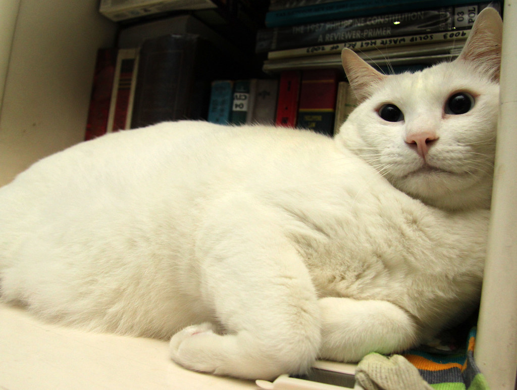 a fat white cat cats Gem Flickr
